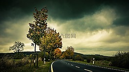 秋季,路,樹木