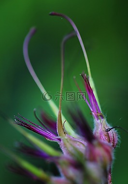 宏摄影,鲜花,芽