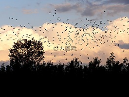 鳥,云,天空