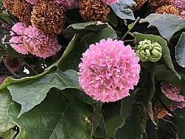 花,花的,自然