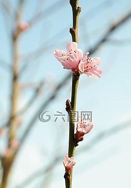 開花,芽,粉紅色