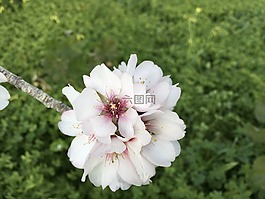 杏仁,開花,盛開