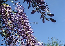 鲜花,蓝色,春天