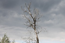 黑暗,樹,天空