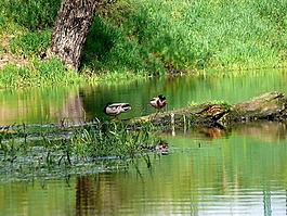 bia?obrzegi,遠景,鳥
