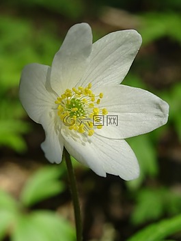 花卉,?？?性質(zhì)