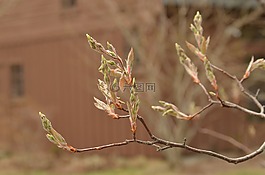 分支,植物,工作表