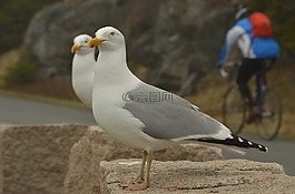 鳥,海鷗,自行車