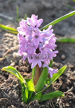 風(fēng)信子,花,紫
