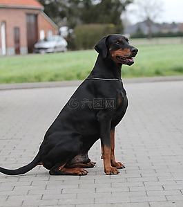 狗,犬,哺乳動物