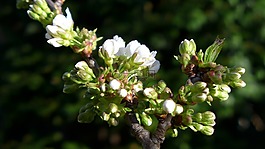 性質(zhì),春天,櫻花
