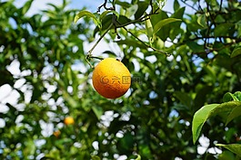 普通話,樹(shù),柑橘類水果