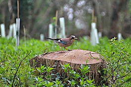 鳥,公園,農(nóng)村