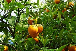 普通話,樹(shù),柑橘類水果