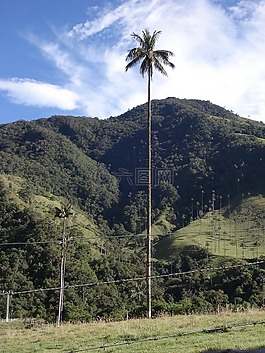 景觀,小山,帕爾馬