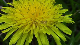 花卉,黃色的,天性