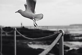 鳥,翅膀,飛行