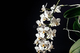 白,花瓣,黑暗