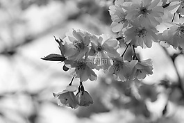 開花,芽,粉紅色