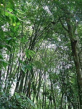樹,性質(zhì),生態(tài)學(xué)