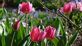 郁金香,frühlingsblüher,春天的花朵