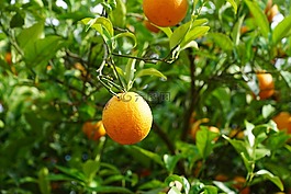 普通話,樹(shù),柑橘類水果