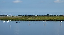 天鵝,鳥(niǎo),飛行