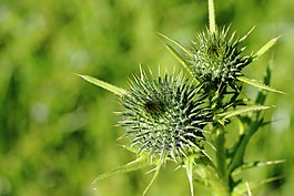 薊,芽,花序