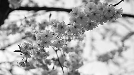 開花,芽,粉紅色