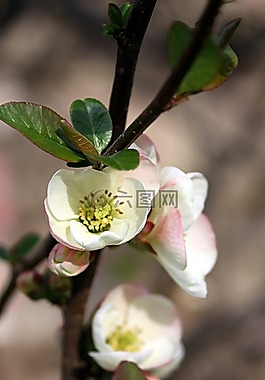 鮮花,開花的樹,春