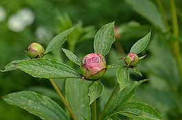 性質(zhì),植物,花卉