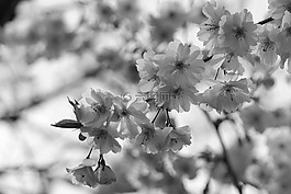 開花,芽,粉紅色