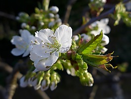 春天,鮮花,櫻花
