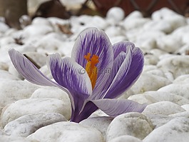 番紅花,鮮花,宏