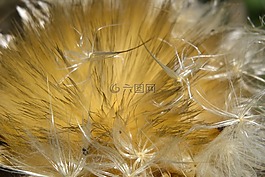 花,朝鮮薊,種子