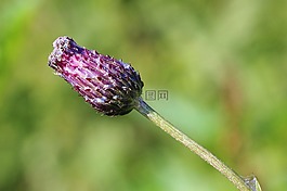 水飞蓟花,芽,蓟