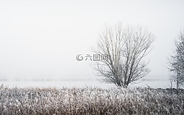 湖,水,草