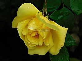 玫瑰,花,黃色
