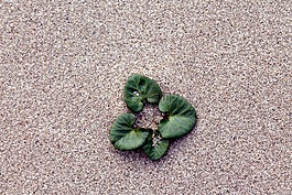 砂,葉子,海灘