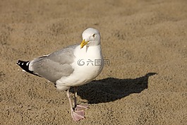 海鷗,沙,海灘