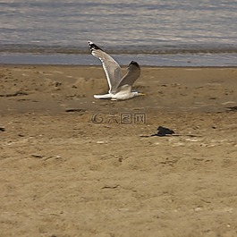 海鷗,飛行,沙