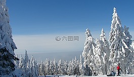 樹(shù),雪,冬天