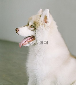 狗,小狗,動物