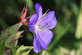 草甸cranesbill,开花,紫