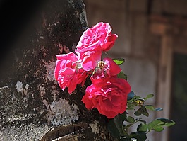 玫瑰,紅色,花
