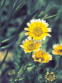 菊花,鲜花,黄色