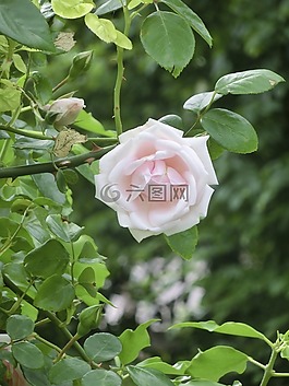 玫瑰,時(shí)尚玫瑰,薔薇科