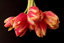 春天,郁金香花束,關(guān)閉