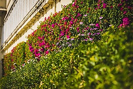 宮花園,鮮花,宮