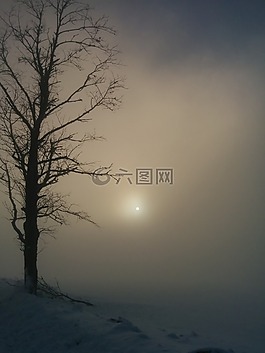 冬天,霧,樹(shù)